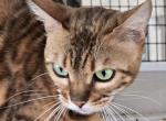 Gucci Girl 2 - Bengal Kitten For Sale - 