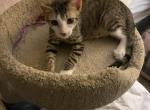 Loki - Domestic Kitten For Adoption - Cheniere&comma; LA&comma; US