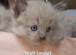 Wolf - Ragdoll Kitten For Sale - 
