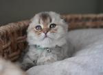 Kai - Scottish Fold Kitten For Sale - Henderson&comma; NV&comma; US