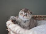 Cyrus - Scottish Fold Kitten For Sale - 