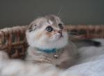 Duke - Scottish Fold Kitten For Sale - 
