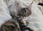 Darla - Maine Coon Kitten For Sale - 
