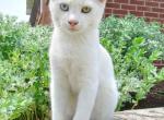 Cory - Domestic Kitten For Sale - Lyons&comma; IN&comma; US