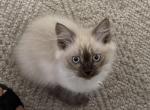 Cocoa - Himalayan Kitten For Sale - Annandale&comma; VA&comma; US