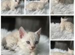 Dolly - Bengal Kitten For Sale - ME&comma; US