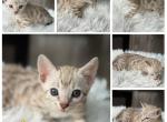 Trixie - Bengal Kitten For Sale - ME&comma; US