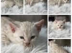 Woody - Bengal Kitten For Sale - ME&comma; US