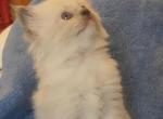 Vanity - Ragdoll Kitten For Sale - Swedesboro&comma; NJ&comma; US