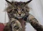 Anxiety - Maine Coon Kitten For Sale - 