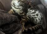King George - Bengal Kitten For Sale - Shelby&comma; AL&comma; US