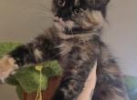 Envy - Maine Coon Kitten For Sale - 