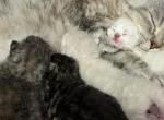 Outlander Litter - Selkirk Rex Kitten For Sale - Lexington&comma; NC&comma; US