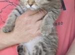 Fudge - Scottish Fold Kitten For Sale - Cheney&comma; WA&comma; US