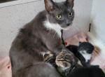 Faith and Destiny - Maine Coon Kitten For Adoption - Tampa&comma; FL&comma; US