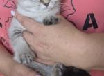 Skittles - Scottish Fold Kitten For Sale - Cheney&comma; WA&comma; US