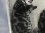 Equinox litter - Bengal Kitten For Sale - Sarasota&comma; FL&comma; US