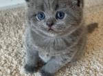 Jasmine - Scottish Straight Kitten For Sale - Federal Way&comma; WA&comma; US
