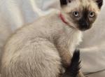 Sammy Seal  Point Siamese - Siamese Kitten For Sale - Travelers Rest&comma; SC&comma; US