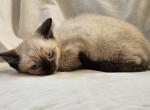 Chai Seal Point Siamese - Siamese Kitten For Sale - 