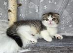 Cupcake - Scottish Fold Kitten For Sale - Sacramento&comma; CA&comma; US