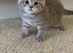 Zara - Scottish Fold Kitten For Sale - Federal Way&comma; WA&comma; US