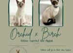 Orchid x Birch Litter Expected Soon - Siamese Kitten For Sale - Myerstown&comma; PA&comma; US