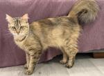Mix Maine Coon & Norwegian Forest - Norwegian Forest Cat For Sale - Auburn&comma; WA&comma; US
