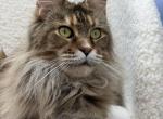 Nikol Tempio di Vesta - Maine Coon Cat For Sale/Retired Breeding - Spokane&comma; WA&comma; US