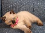 Susie - Siamese Kitten For Sale - 