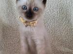 Sara - Siamese Kitten For Sale - Dryville&comma; PA&comma; US