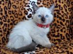 Sally - Siamese Kitten For Sale - 