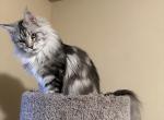 Barbie - Maine Coon Cat For Sale - Spokane&comma; WA&comma; US