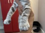 Highland Lynx Mink Male Kitten - Highlander Kitten For Sale - Milford&comma; NH&comma; US