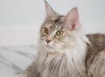 Barbariska - Maine Coon Cat For Sale - 