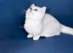 Dream munchkin short legs silver shaded baby girl - Munchkin Kitten For Sale - CA&comma; US