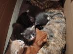 Joy and Mark - Maine Coon Kitten For Sale - Tampa&comma; FL&comma; US