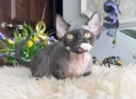Basya - Devon Rex Kitten For Sale - NY&comma; US