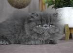 Marley - Persian Kitten For Sale - Willis&comma; TX&comma; US