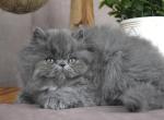 Sugar - Persian Kitten For Sale - Willis&comma; TX&comma; US