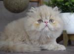 Waffles - Persian Kitten For Sale - Willis&comma; TX&comma; US