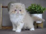 Otis - Persian Kitten For Sale - Willis&comma; TX&comma; US