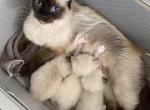 Henry and Bernis - Ragdoll Kitten For Adoption - Thonotosassa&comma; FL&comma; US