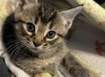 Greg - Domestic Kitten For Adoption - Villa Rica&comma; GA&comma; US
