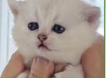 Casper - Scottish Straight Kitten For Sale - Bradenton&comma; FL&comma; US