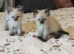 TICA Registered Ragdoll Kittens - Ragdoll Kitten For Sale - PA&comma; US