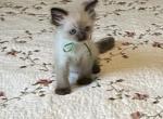 TICA Registered Ragdoll Kittens - Ragdoll Kitten For Sale - PA&comma; US