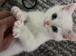 Scottish Fold and Straight - Scottish Fold Kitten For Sale - North Port&comma; FL&comma; US