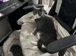 Lani - Domestic Cat For Adoption - MI&comma; US