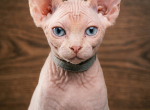 Silver - Sphynx Kitten For Sale - San Gabriel&comma; CA&comma; US
